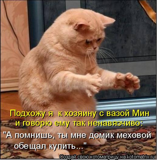 Котоматрица: Подхожу я  к хозяину с вазой Мин и говорю ему так ненавязчиво:  "А помнишь, ты мне домик меховой  обещал купить..."