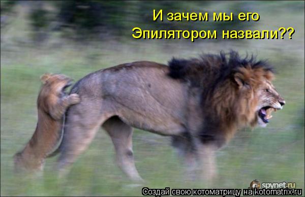 И зачем мы его Эпилятором назвали??... Котоматрица: И зачем мы его Эпилятором назвали??