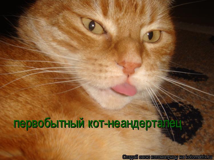 первобытный кот-неандерталец... Котоматрица: первобытный кот-неандерталец