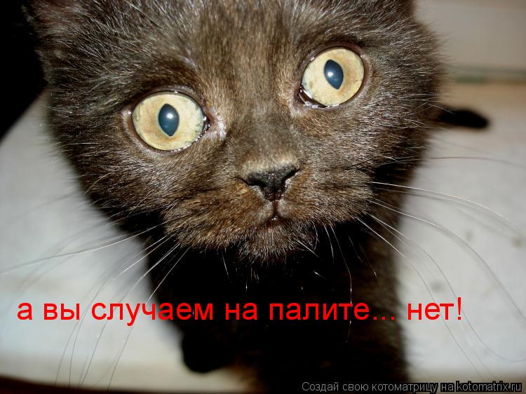 а вы случаем на палите... нет!... Котоматрица: а вы случаем на палите... нет!