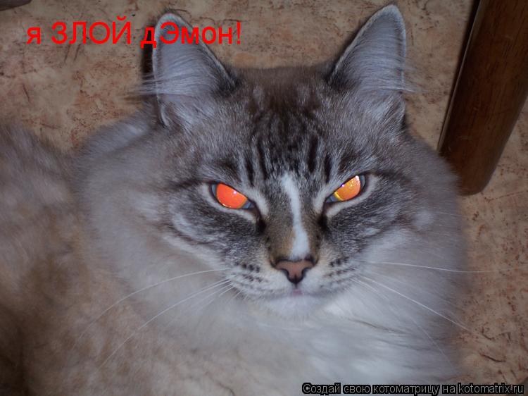 я ЗЛОЙ дЭмон!... Котоматрица: я ЗЛОЙ дЭмон!