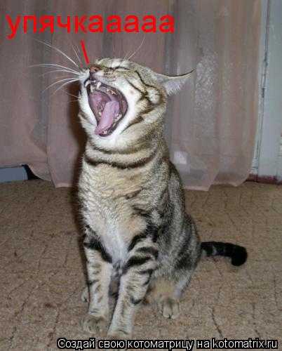 упячкааааа \... Котоматрица: упячкааааа \