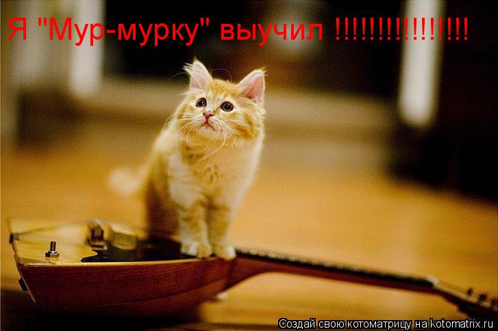 Я "Мур-мурку" выучил !!!!!!!!!!!!!!!!... Котоматрица: Я "Мур-мурку" выучил !!!!!!!!!!!!!!!!