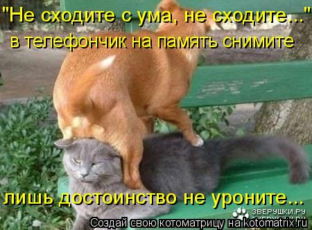 "Не сходите с ума, не сходите..." лишь достоинство не уроните... в телефончик на память снимите... Котоматрица: "Не сходите с ума, не сходите..." лишь достоинство не уроните... в телефончик на память снимите
