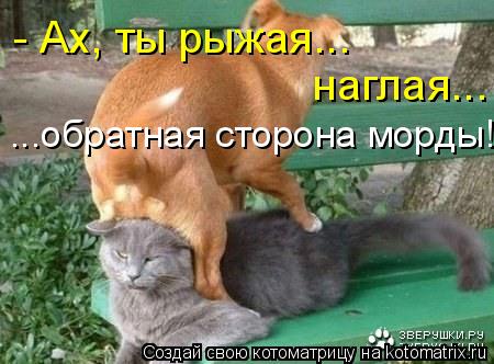 - Ах, ты рыжая... наглая... ...обратная сторона морды!... Котоматрица: - Ах, ты рыжая... наглая... ...обратная сторона морды!