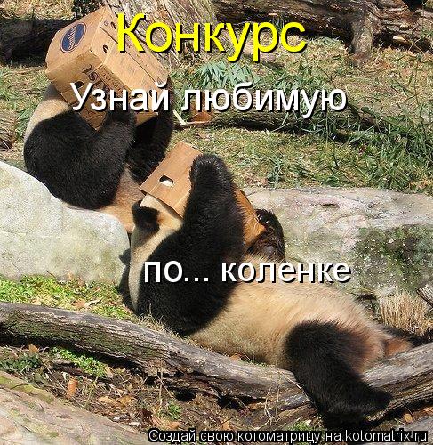 Конкурс Узнай любимую по ... коленке... Котоматрица: Конкурс Узнай любимую по ... коленке