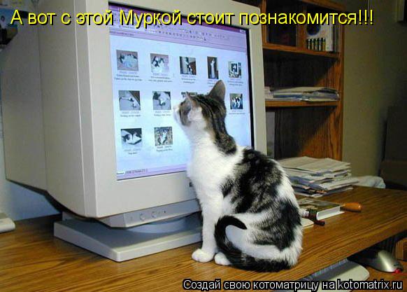 А вот с этой Муркой стоит познакомится!!!... Котоматрица: А вот с этой Муркой стоит познакомится!!!