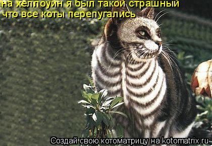 на хеллоуин я был такой страшный что все коты перепугались... Котоматрица: на хеллоуин я был такой страшный что все коты перепугались