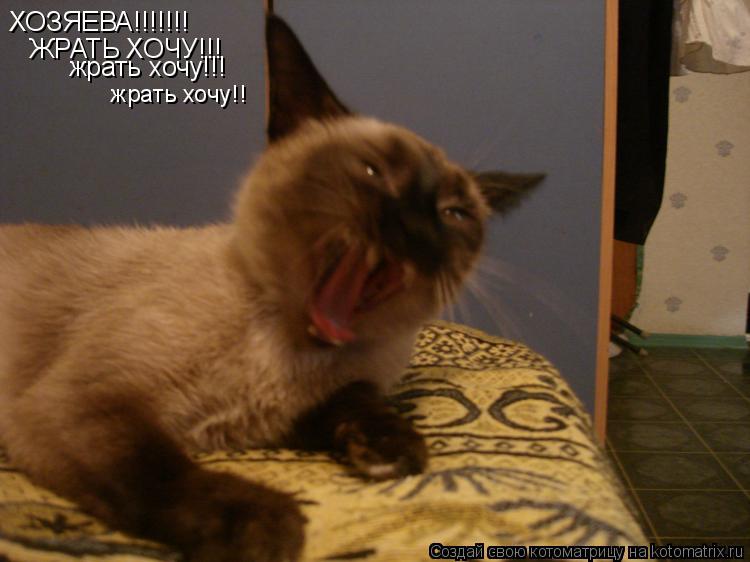 ХОЗЯЕВА!!!!!!! ЖРАТЬ ХОЧУ!!! жрать хочу!!! жрать хочу!!... Котоматрица: ХОЗЯЕВА!!!!!!! ЖРАТЬ ХОЧУ!!! жрать хочу!!! жрать хочу!!