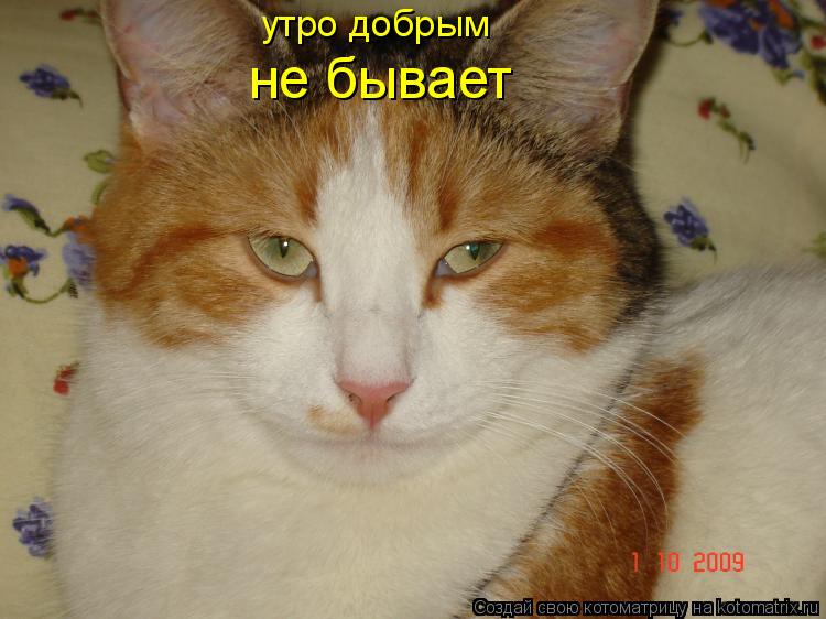 утро добрым не бывает... Котоматрица: утро добрым не бывает