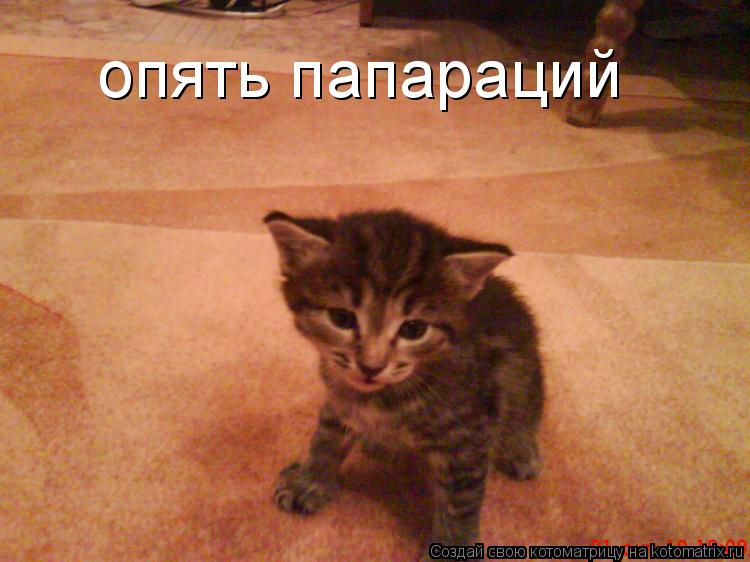 опять папараций... Котоматрица: опять папараций