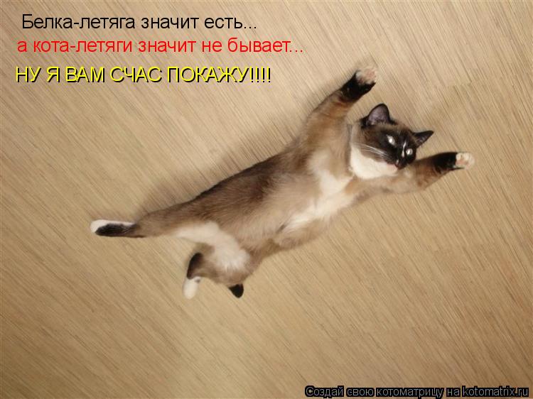 Белка-летяга значит есть... а кота-летяги значит не бывает... НУ Я ВАМ СЧАС ПОКАЖУ!!!!... Котоматрица: Белка-летяга значит есть... а кота-летяги значит не бывает... НУ Я ВАМ СЧАС ПОКАЖУ!!!!