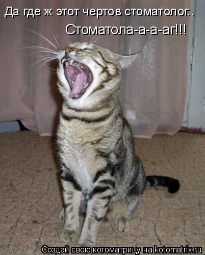 Да где ж этот чертов стоматолог.. Стоматола-а-а-аг!!!... Котоматрица: Да где ж этот чертов стоматолог.. Стоматола-а-а-аг!!!