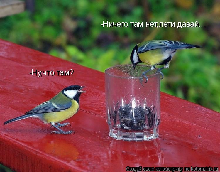 -Ну,что там? -Ничего там нет,лети давай...... Котоматрица: -Ну,что там? -Ничего там нет,лети давай...