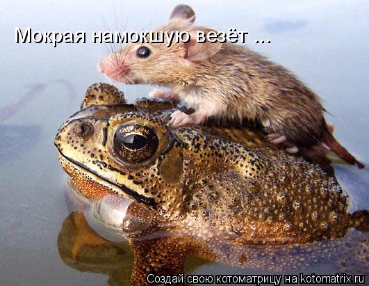 Мокрая намокшую везёт ...... Котоматрица: Мокрая намокшую везёт ...
