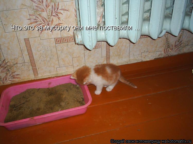 Что это за мусорку они мне поставили ...... Котоматрица: Что это за мусорку они мне поставили ...