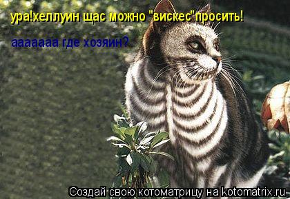 ура!хеллуин щас можно "вискес"просить! ааааааа где хозяин?... Котоматрица: ура!хеллуин щас можно "вискес"просить! ааааааа где хозяин?