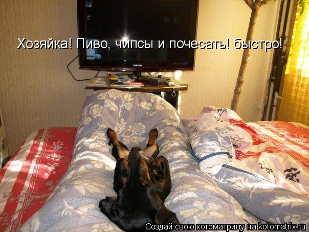 Хозяйка! Пиво, чипсы и почесать! быстро!... Котоматрица: Хозяйка! Пиво, чипсы и почесать! быстро!