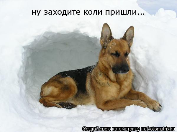ну заходите коли пришли...... Котоматрица: ну заходите коли пришли...
