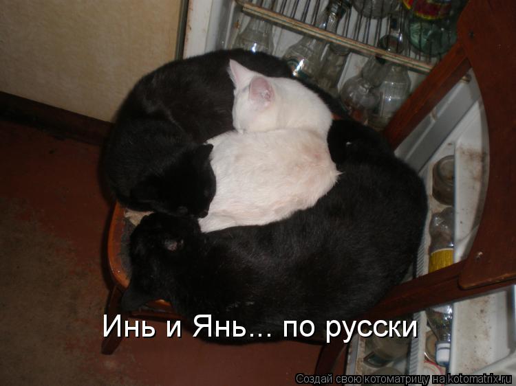 Инь и Янь... по русски... Котоматрица: Инь и Янь... по русски