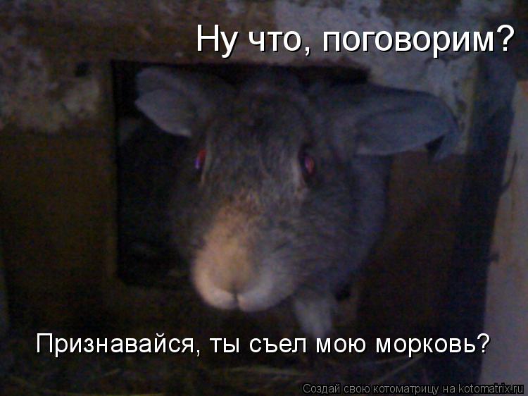 Ну что, поговорим? Признавайся, ты съел мою морковь?... Котоматрица: Ну что, поговорим? Признавайся, ты съел мою морковь?