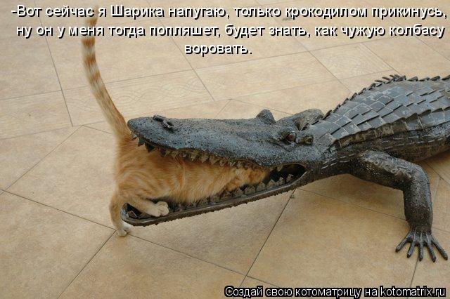 -Вот сейчас я Шарика напугаю, только крокодилом прикинусь, ну он у меня тогда попляшет, будет знать, ... Котоматрица: -Вот сейчас я Шарика напугаю, только крокодилом прикинусь, ну он у меня тогда попляшет, будет знать, как чужую колбасу воровать.