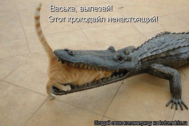 Васька, вылезай! Этот крокодайл ненастоящий!... Котоматрица: Васька, вылезай! Этот крокодайл ненастоящий!