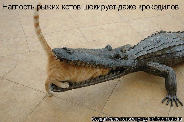 Наглость рыжих котов шокирует даже крокодилов... Котоматрица: Наглость рыжих котов шокирует даже крокодилов