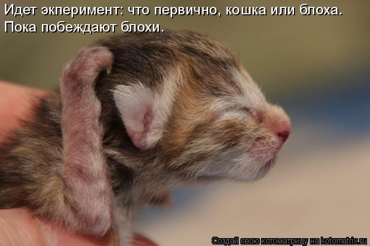 Идет экперимент: что первично, кошка или блоха. Пока побеждают блохи.... Котоматрица: Идет экперимент: что первично, кошка или блоха. Пока побеждают блохи.
