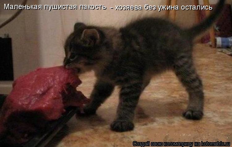 Маленькая пушистая пакость - хозяева без ужина остались... Котоматрица: Маленькая пушистая пакость - хозяева без ужина остались