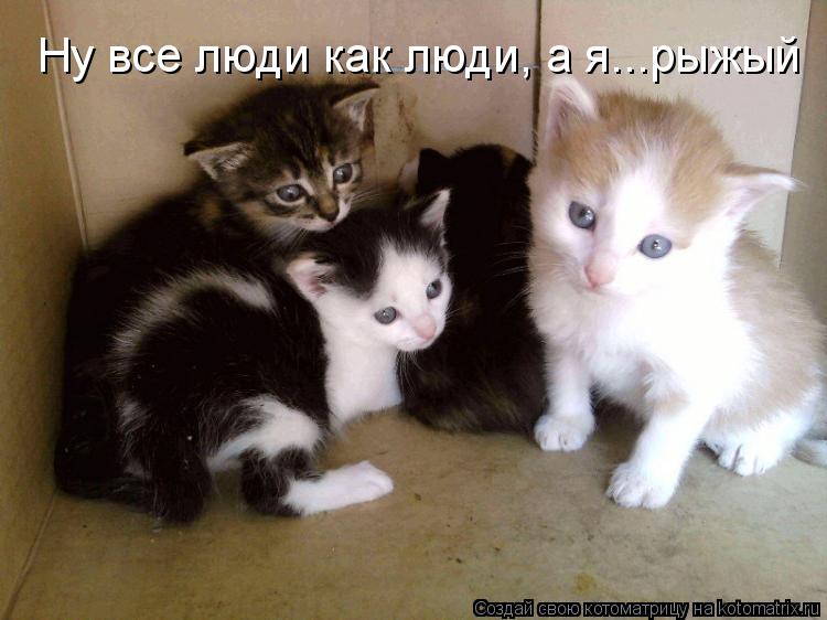 Ну все люди как люди, а я...рыжый... Котоматрица: Ну все люди как люди, а я...рыжый