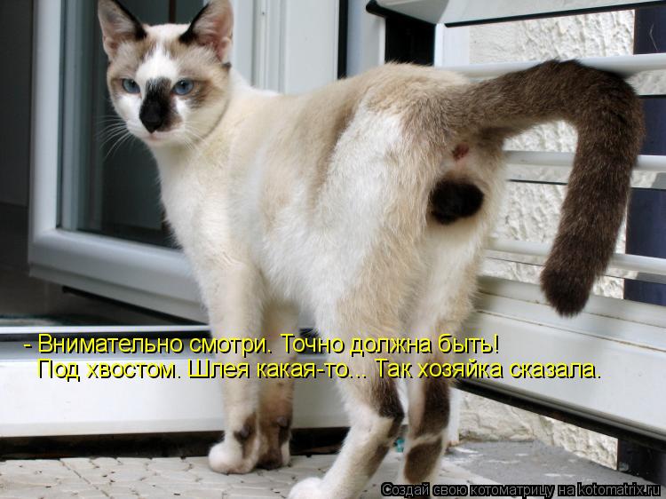 - Внимательно смотри. Точно должна быть! Под хвостом. Шлея какая-то... Так хозяйка сказала.... Котоматрица: - Внимательно смотри. Точно должна быть! Под хвостом. Шлея какая-то... Так хозяйка сказала.