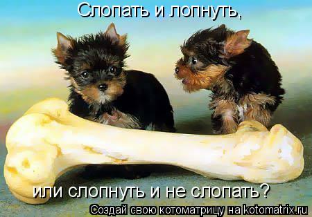 Слопать и лопнуть, или слопнуть и не слопать?... Котоматрица: Слопать и лопнуть, или слопнуть и не слопать?