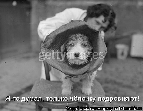 Я-то думал, только чёлочку подровняют!... Котоматрица: Я-то думал, только чёлочку подровняют!