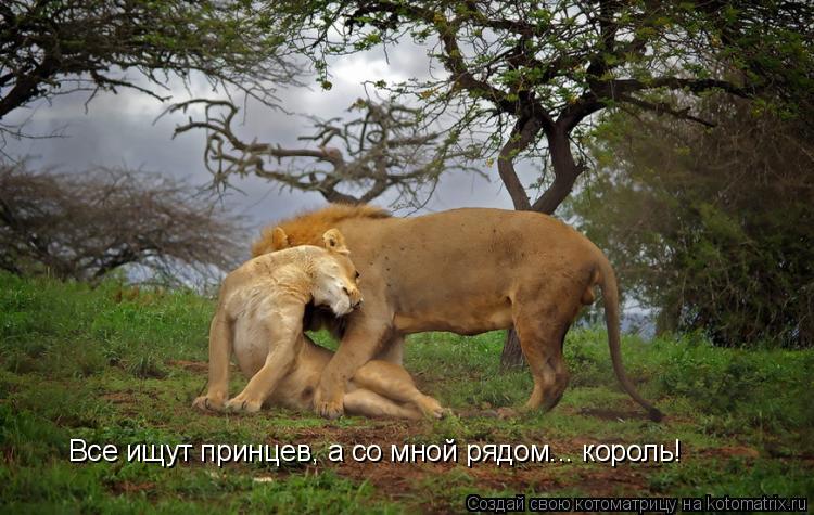 Все ищут принцев, а со мной рядом... король!... Котоматрица: Все ищут принцев, а со мной рядом... король!