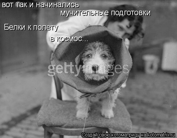 вот так и начинались вот так и начинались мучительные подготовки Белки к полету в космос...... Котоматрица: вот так и начинались вот так и начинались мучительные подготовки Белки к полету в космос...