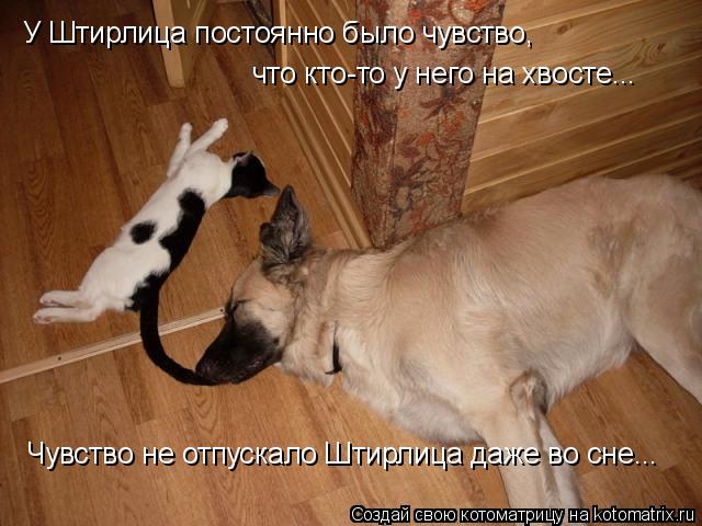 У Штирлица постоянно было чувство, что кто-то у него на хвосте... Чувство не отпускало Штирлица даже ... Котоматрица: У Штирлица постоянно было чувство, что кто-то у него на хвосте... Чувство не отпускало Штирлица даже во сне...