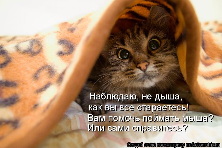 Наблюдаю, не дыша, как вы все стараетесь! Вам помочь поймать мыша? Или сами справитесь?... Котоматрица: Наблюдаю, не дыша, как вы все стараетесь! Вам помочь поймать мыша? Или сами справитесь?