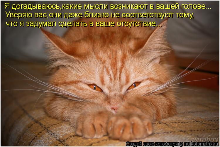 Котоматрица: Я догадываюсь,какие мысли возникают в вашей голове... Уверяю вас,они даже близко не соответствуют тому, что я задумал сделать в ваше отсутст
