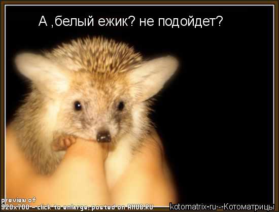 А ,белый ежик? не подойдет?... Котоматрица: А ,белый ежик? не подойдет?