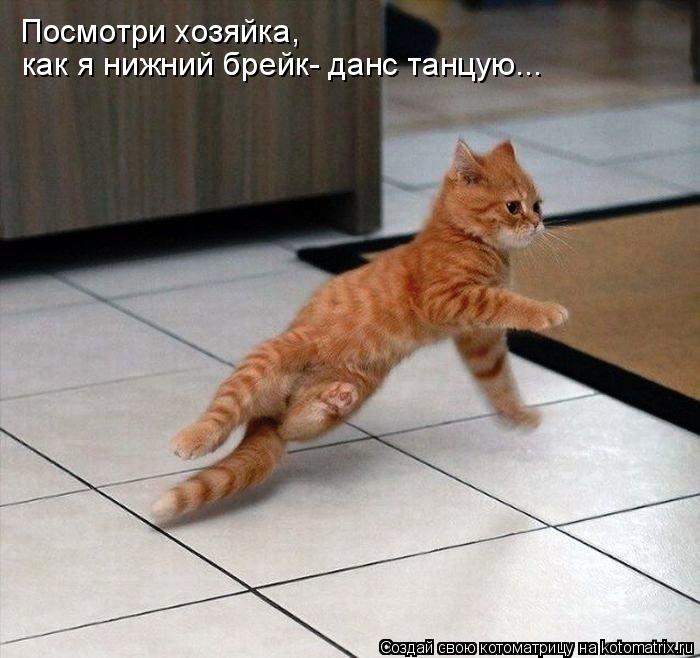 Посмотри хозяйка, как я нижний брейк- данс танцую...... Котоматрица: Посмотри хозяйка, как я нижний брейк- данс танцую...