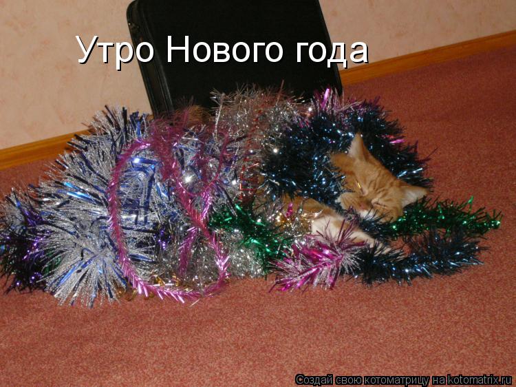 Утро Нового года... Котоматрица: Утро Нового года