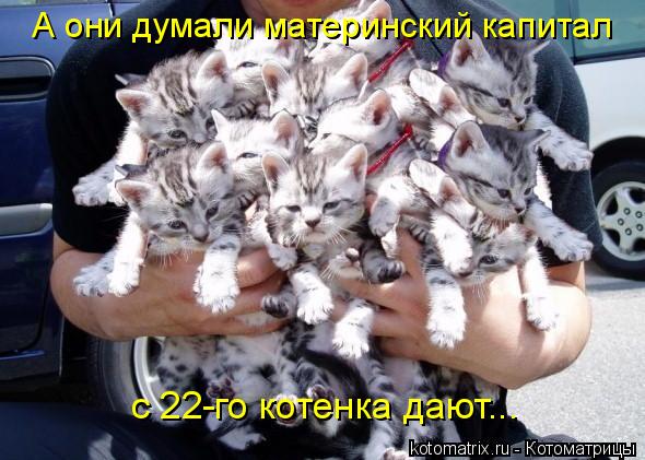 Котоматрица: А они думали материнский капитал  с 22-го котенка дают...