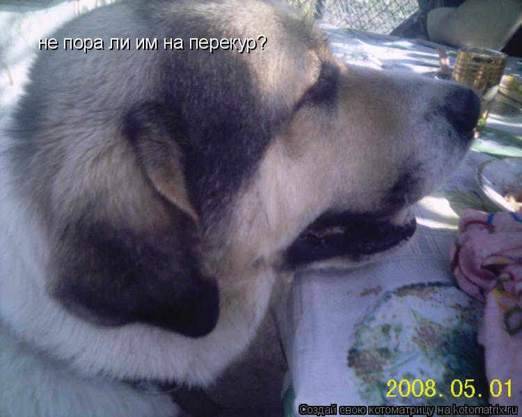 Котоматрица: не пора ли им на перекур?