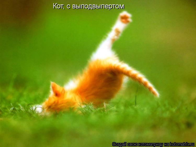 Котоматрица: Кот, с выподвыпертом