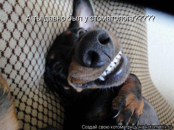 А ты давно был у стоматолога?????... Котоматрица: А ты давно был у стоматолога?????