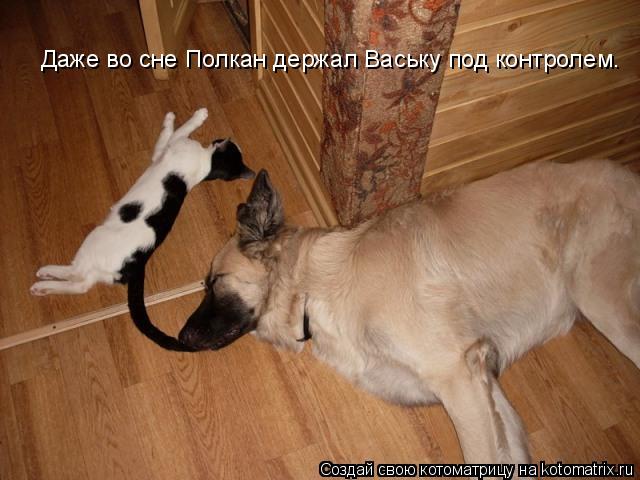 Даже во сне Полкан держал Ваську под контролем.... Котоматрица: Даже во сне Полкан держал Ваську под контролем.
