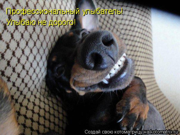 Профессиональный улыбатель! Улыбаю не дорого!... Котоматрица: Профессиональный улыбатель! Улыбаю не дорого!