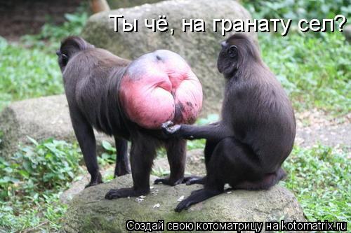 Ты чё, на гранату сел?... Котоматрица: Ты чё, на гранату сел?