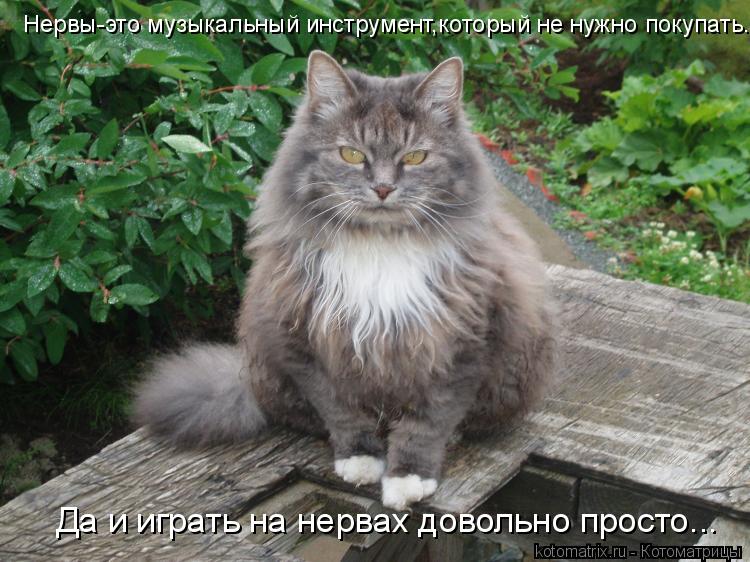 Нервы-это музыкальный инструмент,который не нужно покупать. Да и играть на нервах довольно просто...... Котоматрица: Нервы-это музыкальный инструмент,который не нужно покупать. Да и играть на нервах довольно просто...
